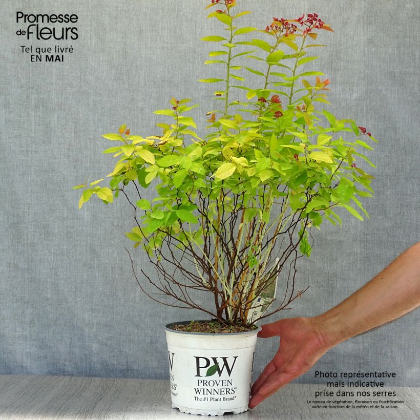 Example of Spirée japonaise - Spiraea japonica Double Play Big Bang Pot de 2L/3L as you get in printemps