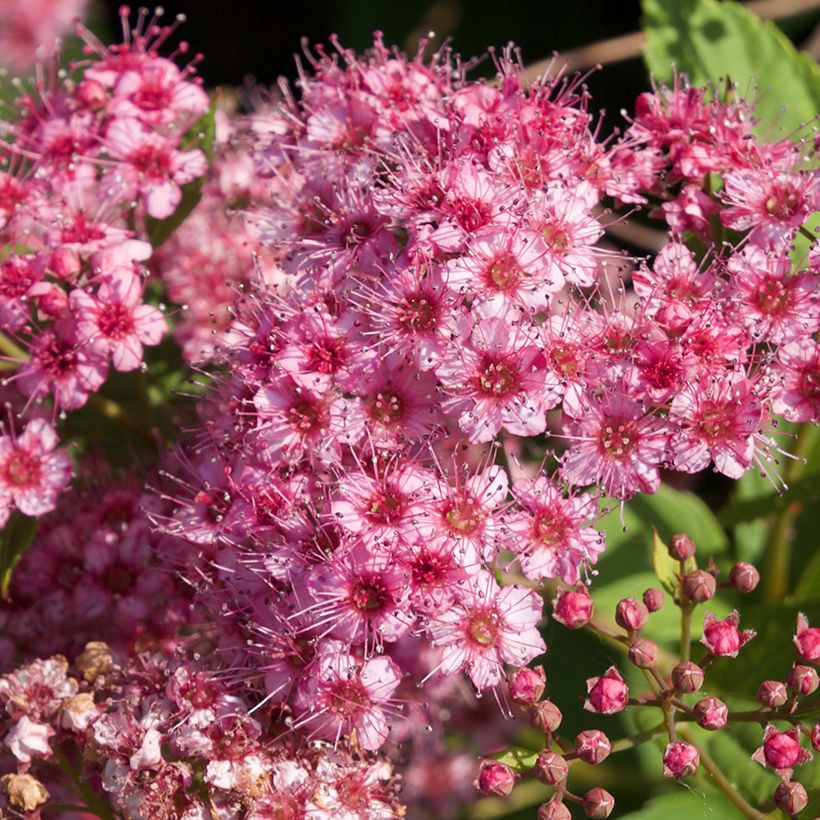 Spirée japonaise - Spiraea japonica Froebelii (Flowering)