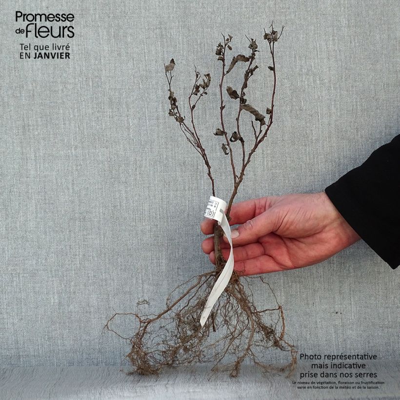 Example of Spirée japonaise - Spiraea japonica Froebelii Racines nues, Buisson, 3/5 branches as you get in hiver