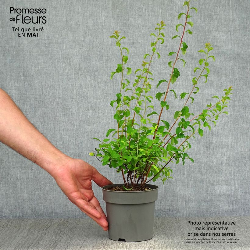 Example of Spirée japonaise - Spiraea nipponica Halward's Silver Pot de 1L/1,5L as you get in printemps