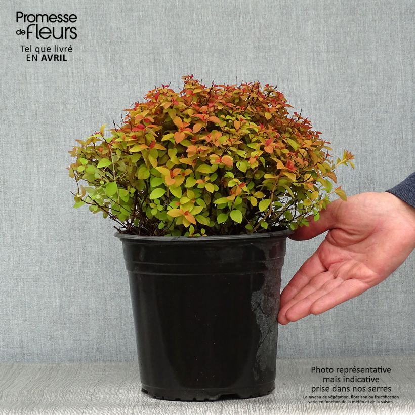 Example of Spirée japonaise Zen'Spirit Caramel Pot de 3L/4L as you get in printemps
