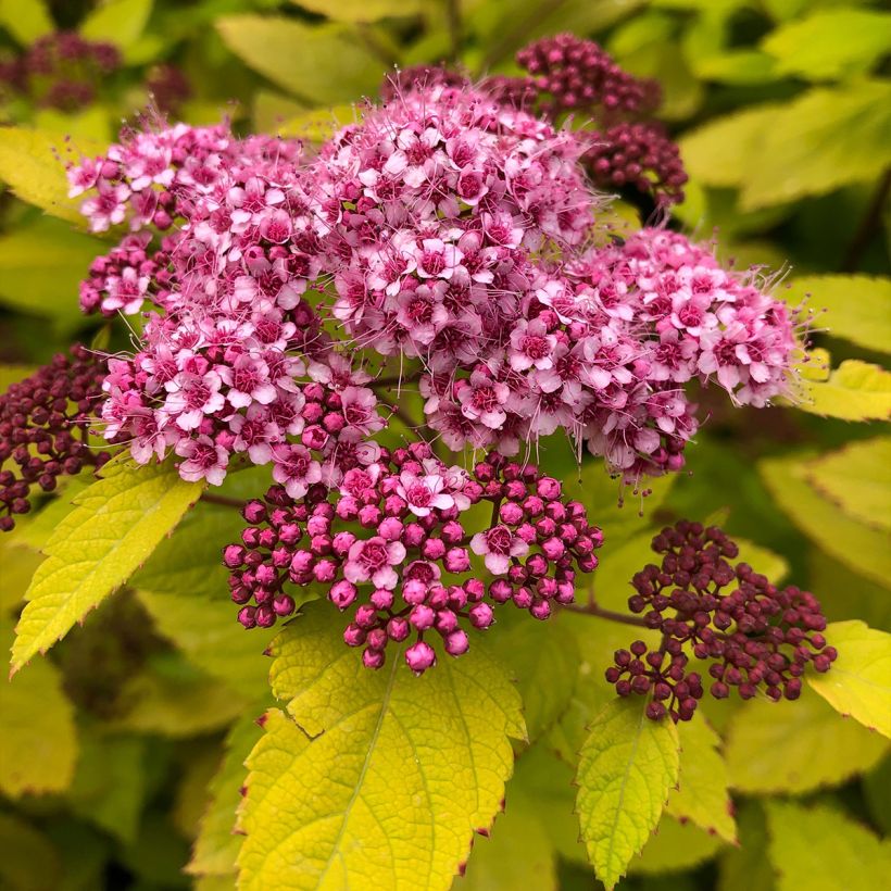 Spirée japonaise - Spiraea japonica Double Play Big Bang (Flowering)