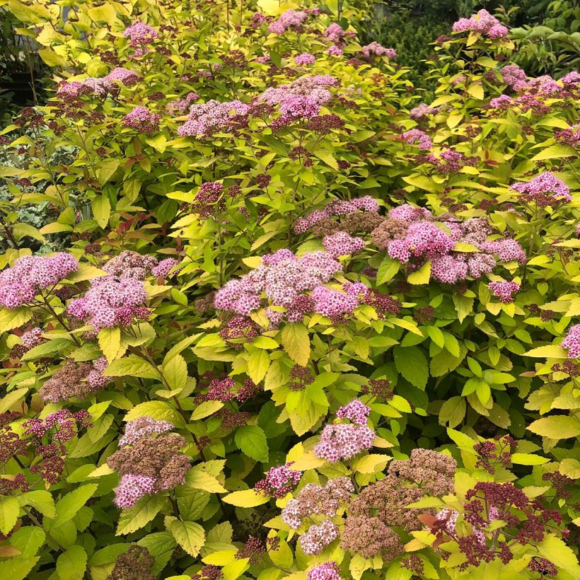 Spirée japonaise - Spiraea japonica Double Play Big Bang (Plant habit)