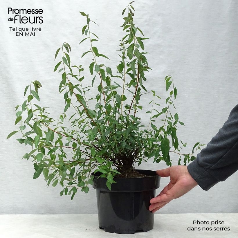 Example of Spirée japonica Anthony Waterer - Spiraea japonaise Pot de 4L/5L as you get in printemps