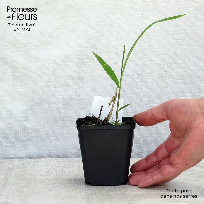Example of Spodiopogon sibericus Godet de 8/9 cm as you get in printemps