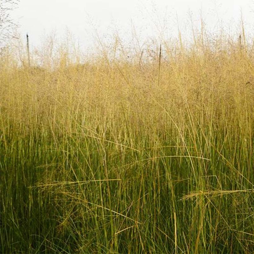 Sporobolus airoides Delicatesse - Sporobole (Flowering)