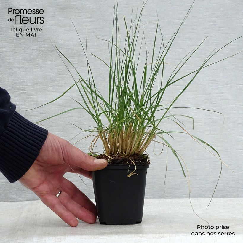 Example of Sporobolus airoides Delicatesse - Sporobole Godet de 8/9 cm as you get in printemps
