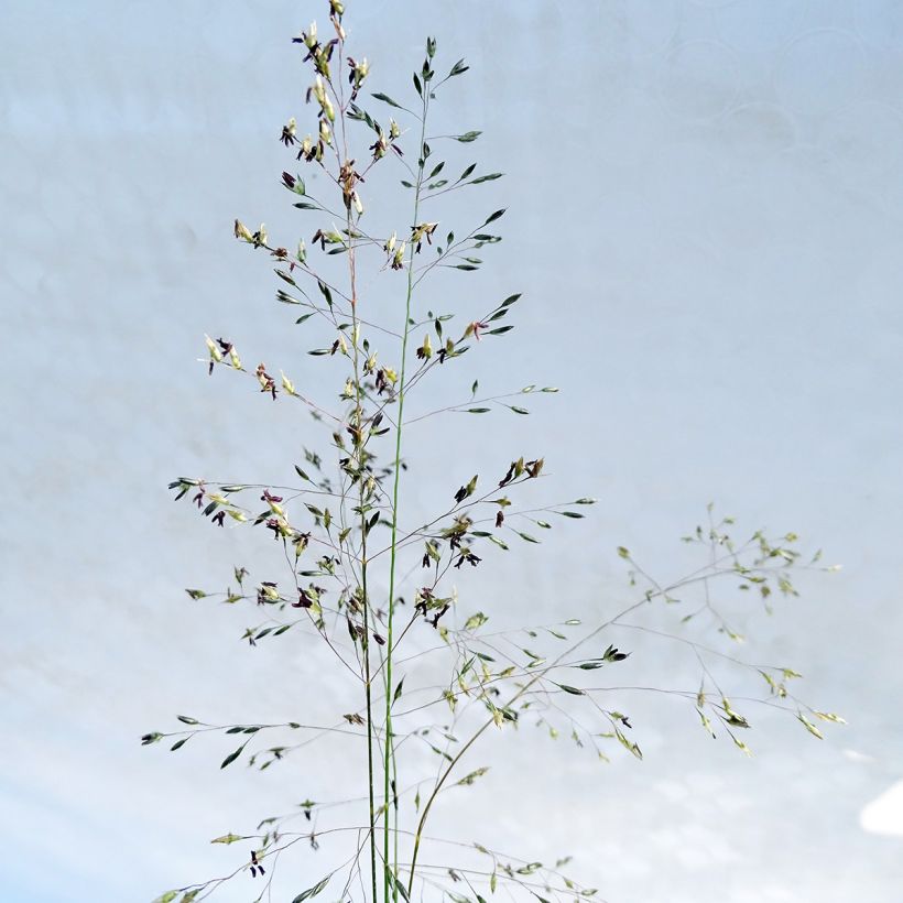 Sporobolus heterolepis - Sporobole à glumes inégales (Flowering)