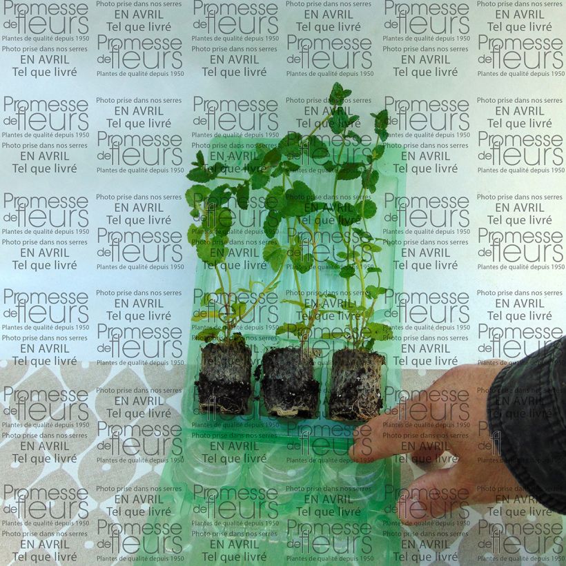 Example of Stachys Lilac Falls Mini-motte Ø 3/4 cm as you get