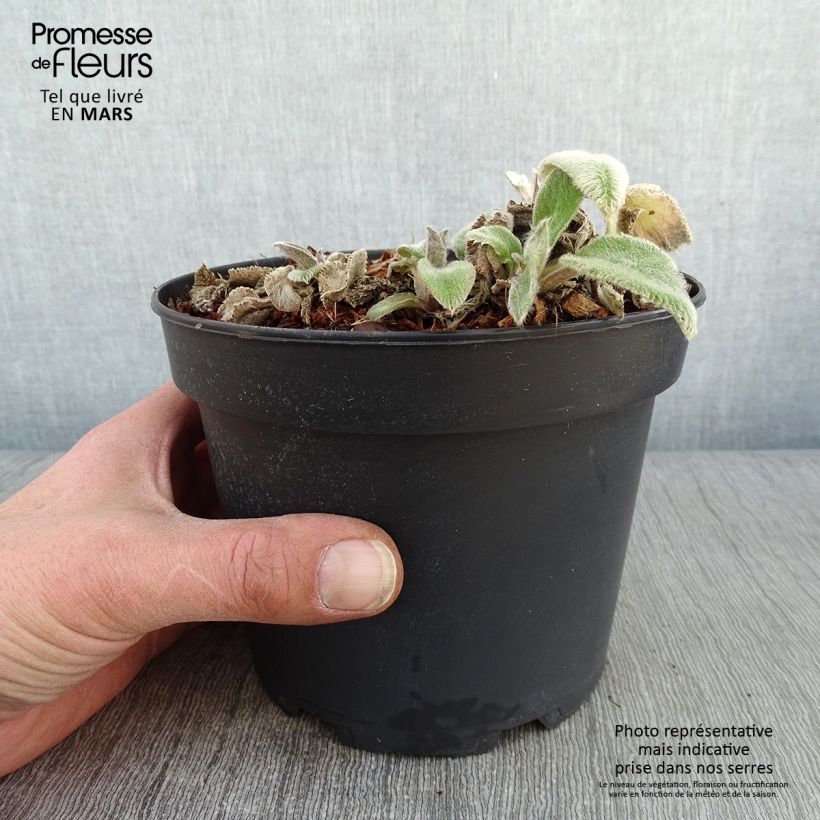 Example of Stachys byzantina Big Ears - Oreille d'ours Pot de 1,5L/2L as you get in hiver