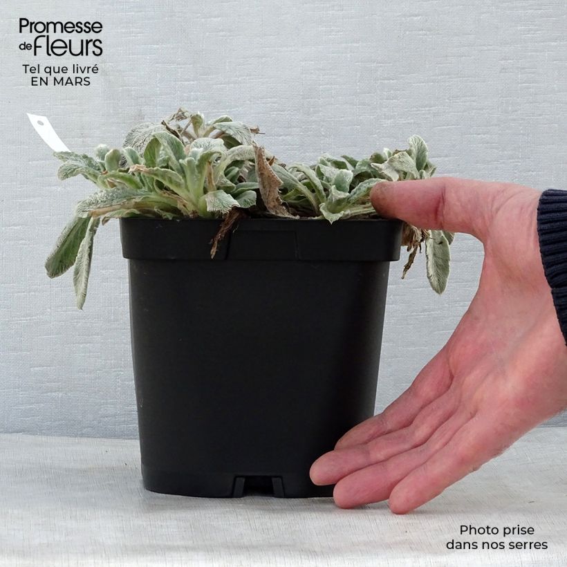 Example of Stachys byzantina - Oreilles d'ours Pot de 2L/3L as you get in printemps