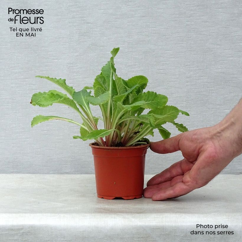 Example of Stachys byzantina - Oreilles d'ours Godet de 8/9 cm as you get in printemps