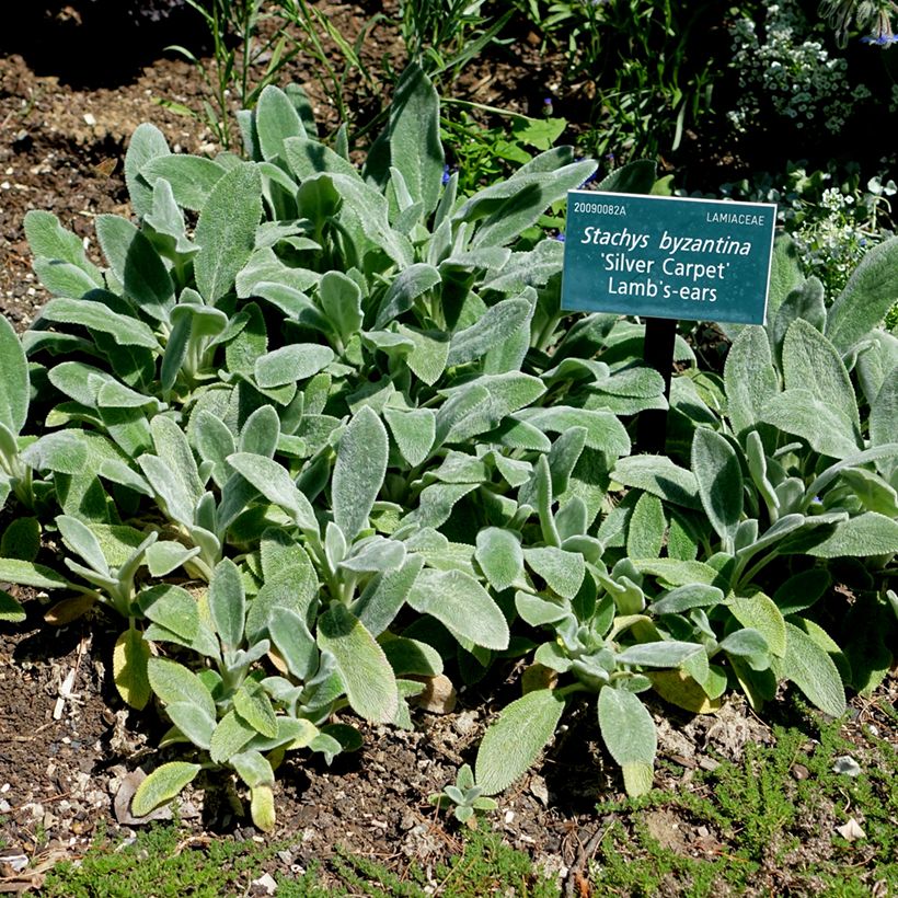 Stachys byzantina Silver Carpet - Oreille d'ours (Plant habit)