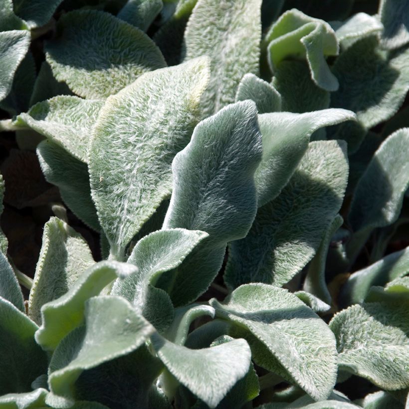 Stachys byzantina Silver Carpet - Oreille d'ours (Foliage)