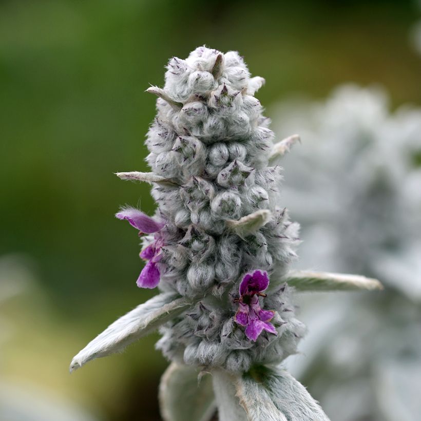 Stachys byzantina Silver Carpet - Oreille d'ours (Flowering)