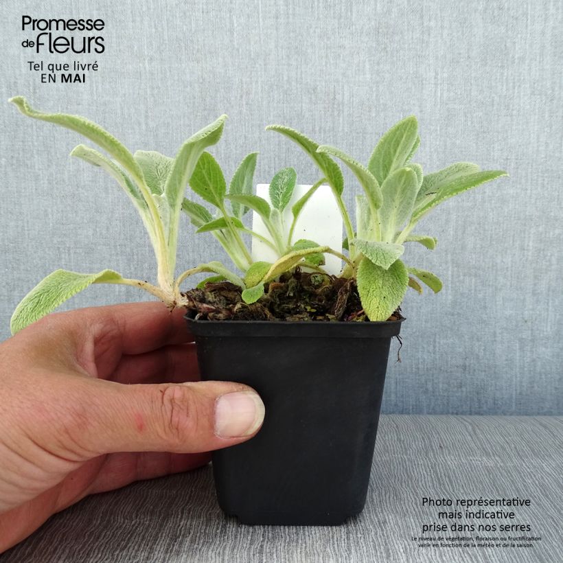 Example of Stachys byzantina Silver Carpet - Oreille d'ours Godet de 8/9 cm as you get in printemps