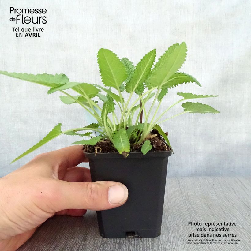 Example of Stachys monieri Hummelo - Epiaire Godet de 8/9 cm as you get in printemps