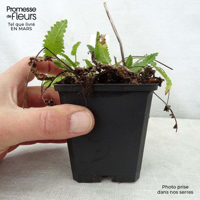 Example of Stachys monieri Rosea - Epiaire Godet de 8/9 cm as you get in printemps