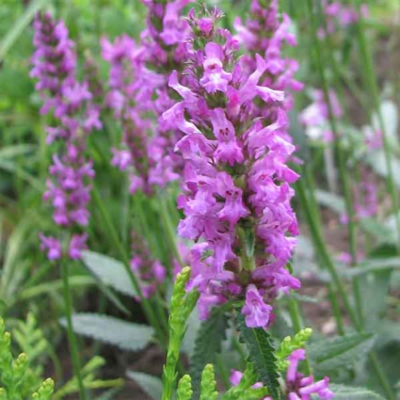 Stachys officinalis - Bétoine officinale (Flowering)