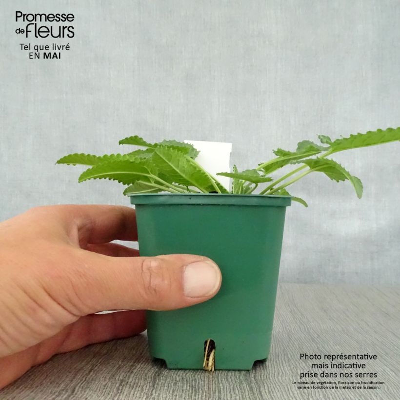 Spécimen de Stachys officinalis Alba - Bétoine officinale Godet de 8/9 cm tel que livré au printemps