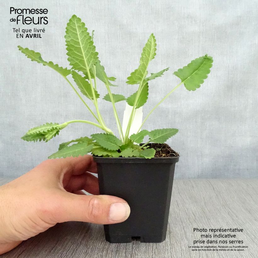 Example of Stachys officinalis - Bétoine officinale Godet de 8/9 cm as you get in printemps