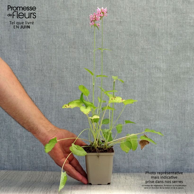 Spécimen de Stachys officinalis Pink Cotton Candy - Bétoine officinale Godet de 8/9 cm tel que livré en été
