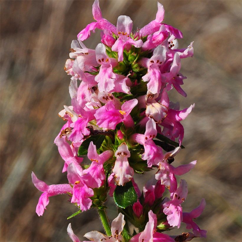 Stachys officinalis Pink Cotton Candy - Bétoine officinale (Flowering)