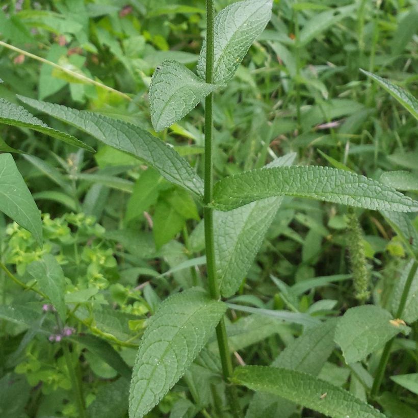 Epiaire des marais - Stachys palustris (Foliage)