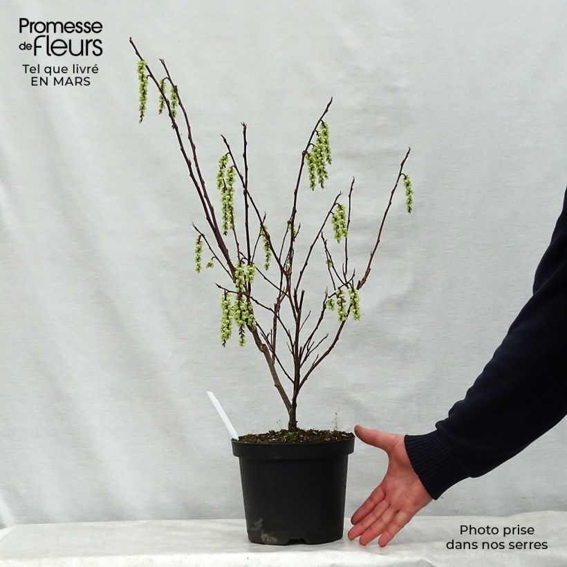 Example of Stachyurus chinensis Celina Pot de 3L/4L as you get in printemps