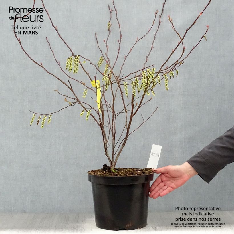 Example of Stachyurus chinensis Celina Pot de 7,5L/10L as you get in printemps