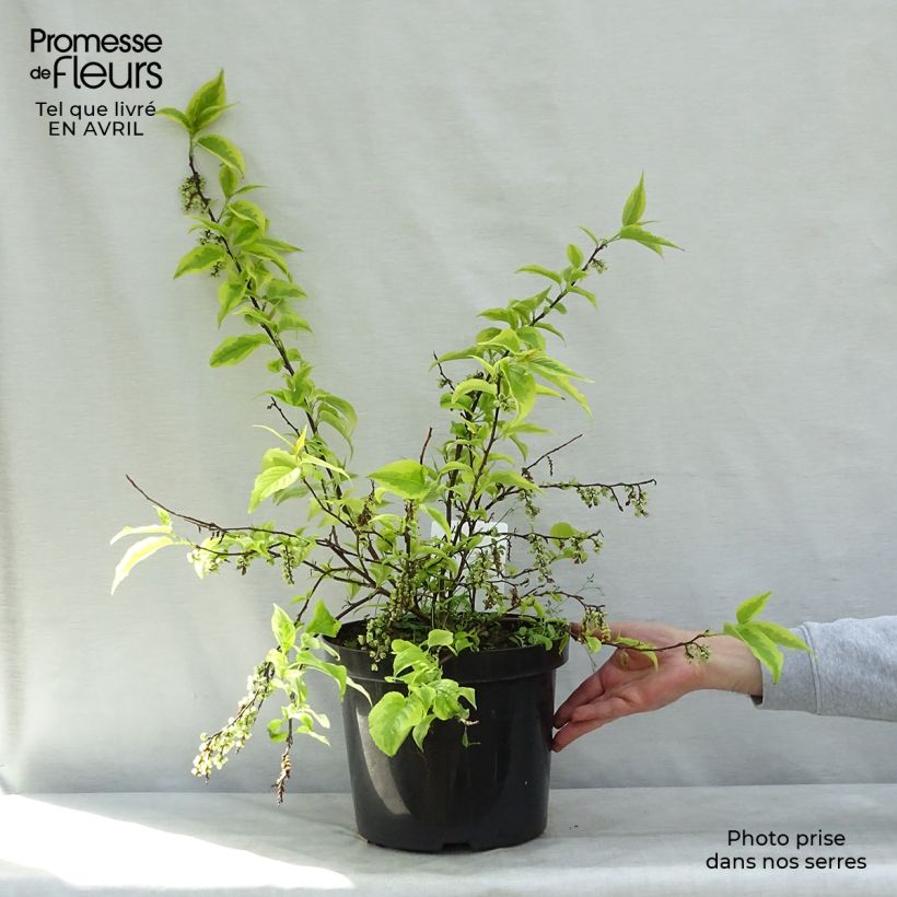 Example of Stachyurus chinensis Joy Forever Pot de 7,5L/10L as you get in printemps