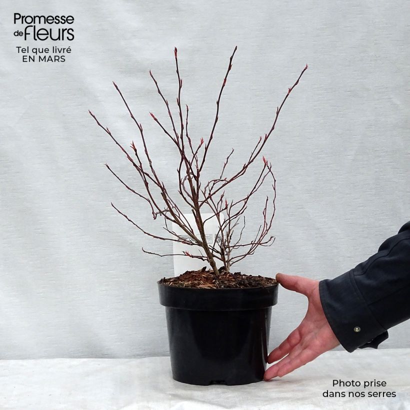 Example of Stachyurus chinensis Joy Forever Pot de 2L/3L as you get in printemps