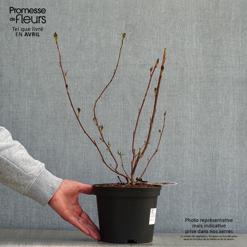 Example of Stachyurus praecox Pot de 2L/3L as you get in printemps