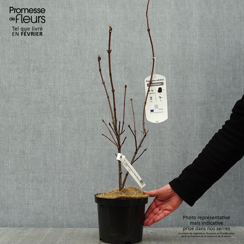 Example of Staphylea colchica Black Beauty - Faux pistachier Pot de 4L/5L as you get in hiver