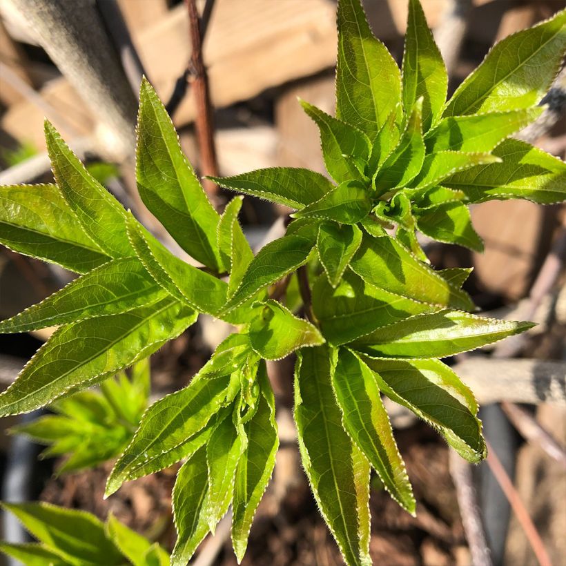 Staphylea colchica Black Jack - Faux pistachier (Feuillage)
