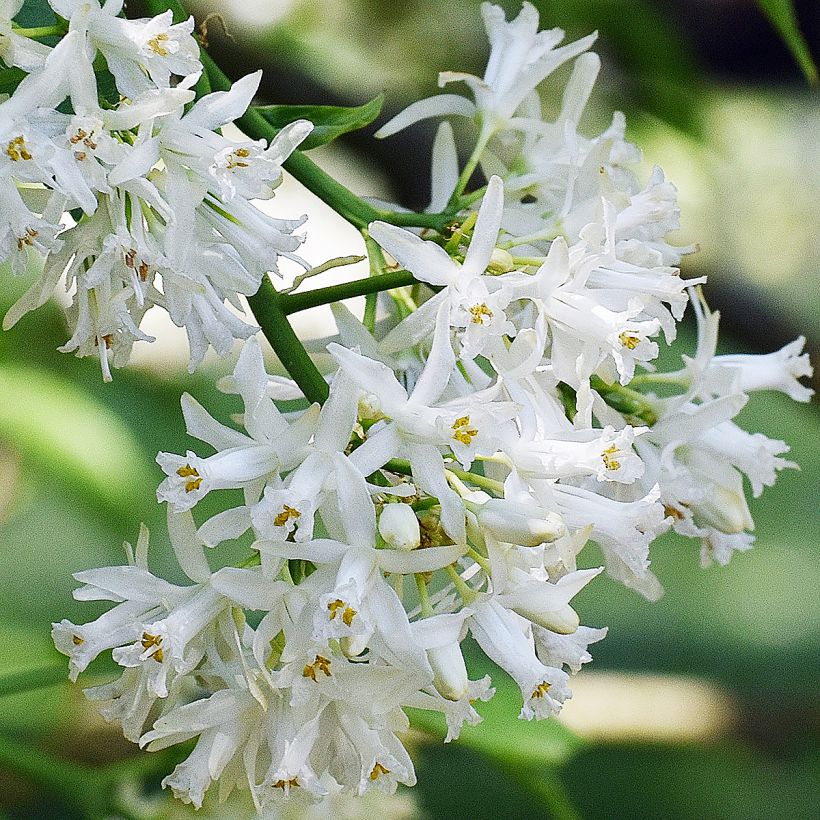 Staphylea colchica Black Jack - Faux pistachier (Floraison)