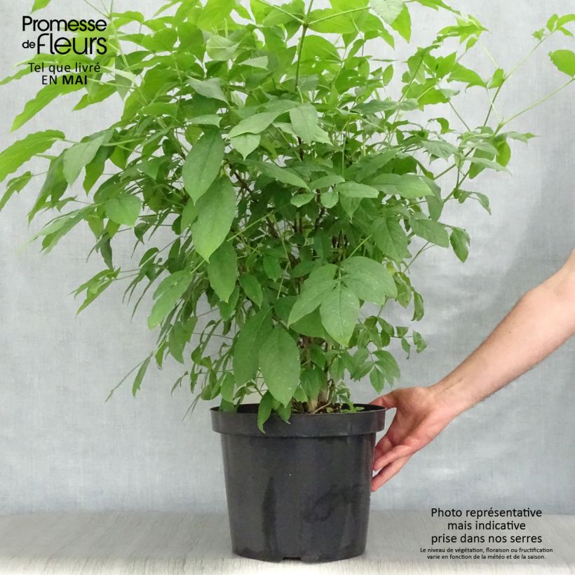 Example of Staphylea colchica - Faux pistachier Pot de 7,5L/10L as you get in printemps
