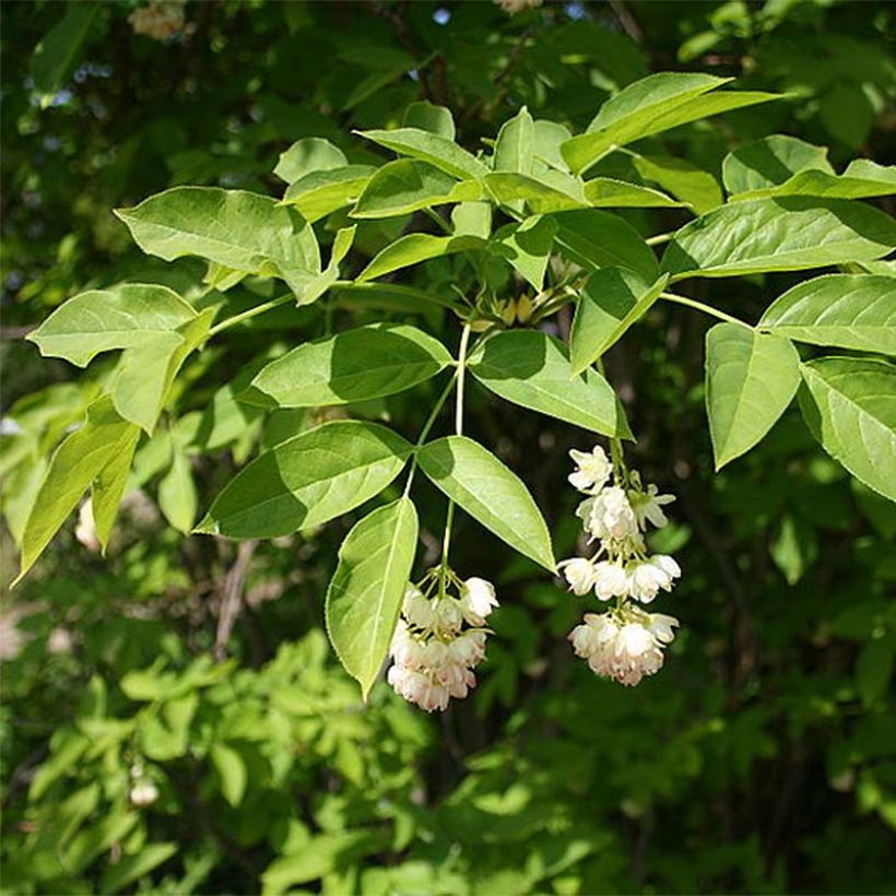 Staphylea pinnata - Faux pistachier (Flowering)