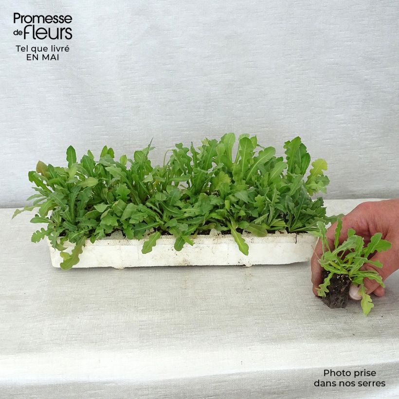 Example of Statice Forever mélange - Limonium sinuatum Jardimotte : motte 3,8 cm x 3,2 cm en plaque de culture par 16 as you get in printemps