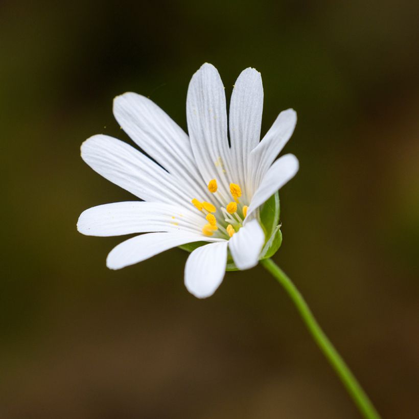 Stellaria (Rabelera) holostea - Stellaire holostée (Flowering)