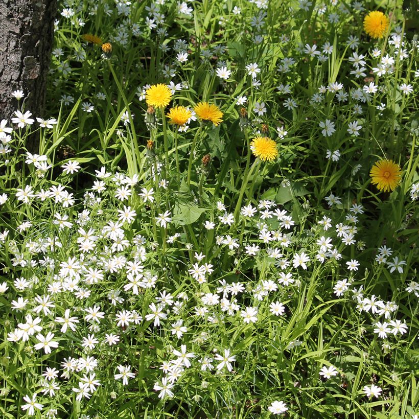 Stellaria (Rabelera) holostea - Stellaire holostée (Plant habit)