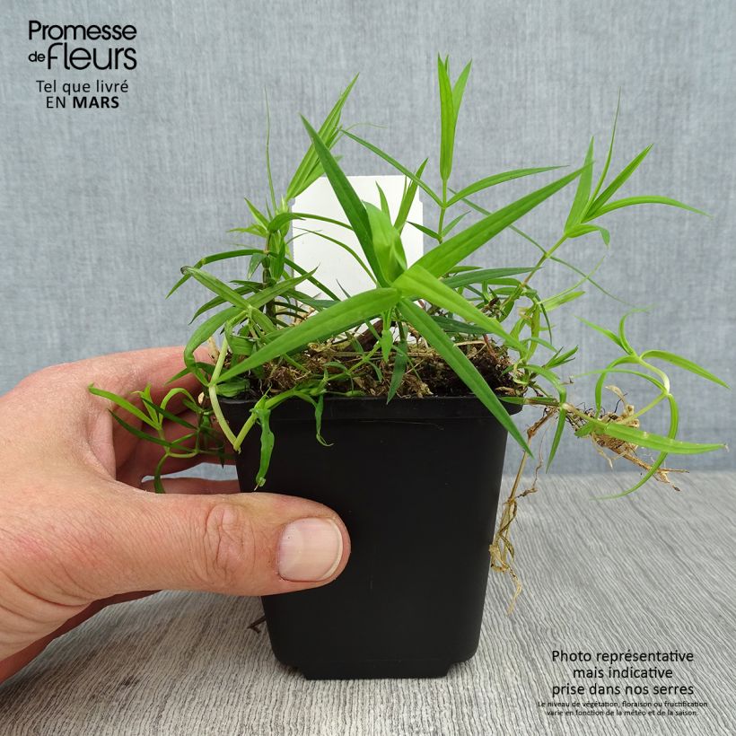 Example of Stellaria (Rabelera) holostea - Stellaire holostée Godet de 8/9 cm as you get in printemps