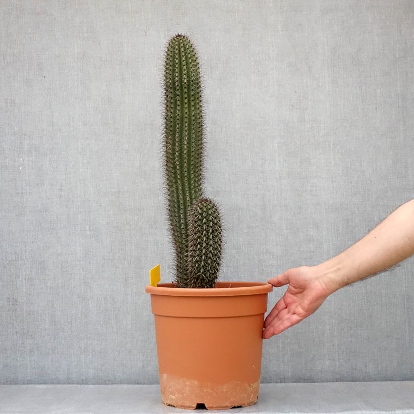 Example of Stenocereus thurberi - Cactus orgue Pot de 7,5L/10L as you get in printemps