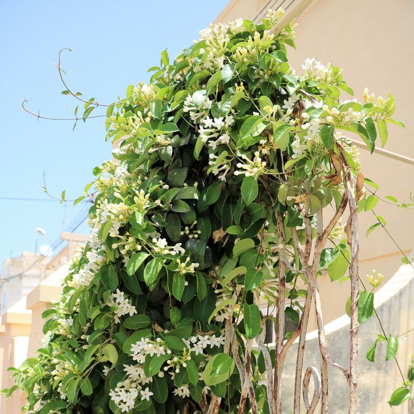 Stephanotis floribunda (jasminoides) - Jasmin de Madagascar (Port)