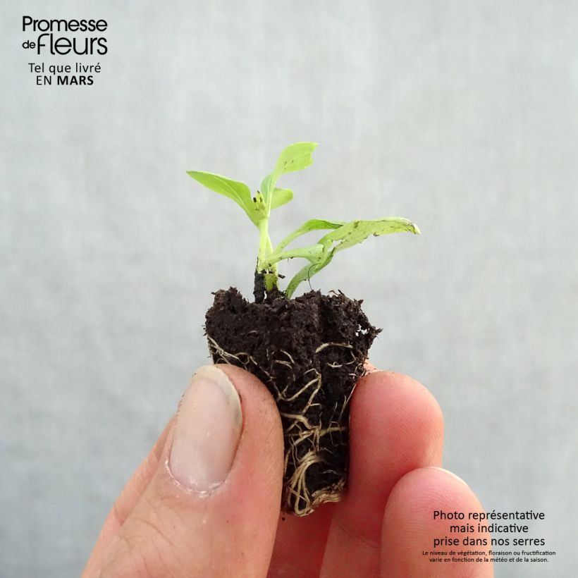 Example of Stevia rebaudiana Sweet Honey en plants Mini-motte Ø 3/4 cm, Livré en hauteur de 5 à 10 cm as you get in printemps