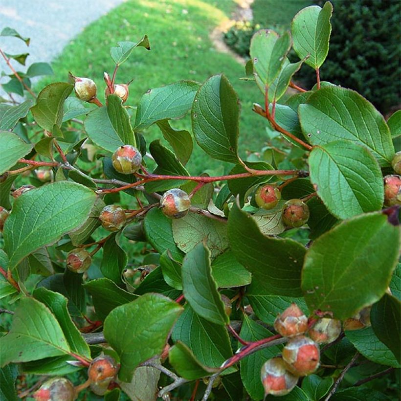 Stewartia pseudocamellia - Stuartie (Foliage)