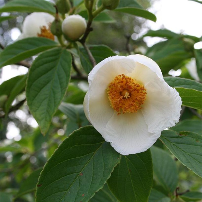 Stewartia pseudocamellia - Stuartie (Flowering)