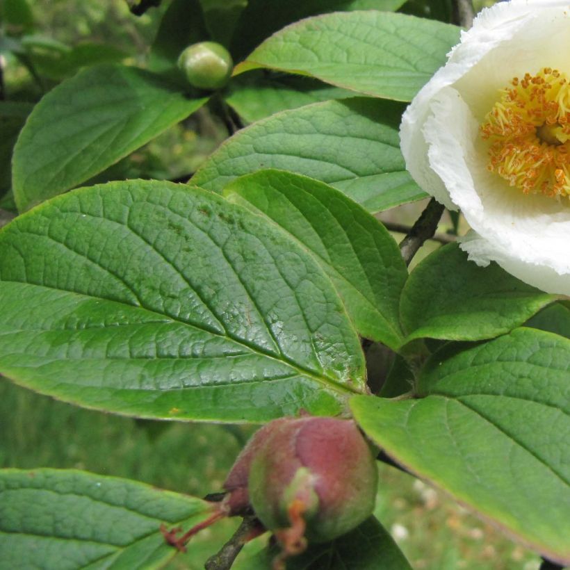 Stewartia pseudocamellia Koreana - Stuartie (Foliage)