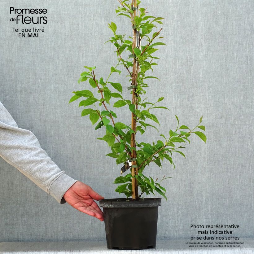 Example of Stewartia pseudocamellia - Stuartie Pot de 3L/4L as you get in printemps