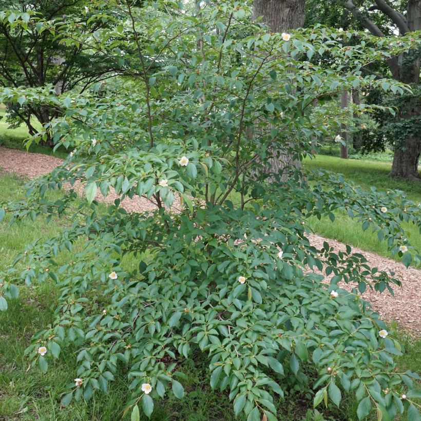Stewartia rostrata - Stuartie (Plant habit)